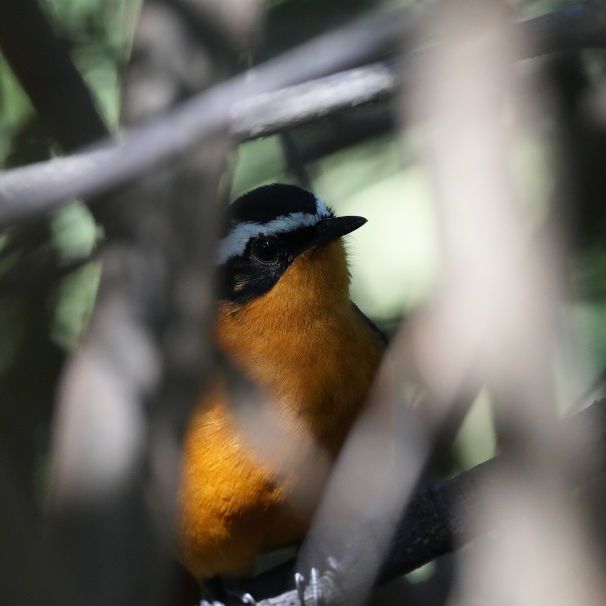 White-browed Robin-Chat - ML642329566