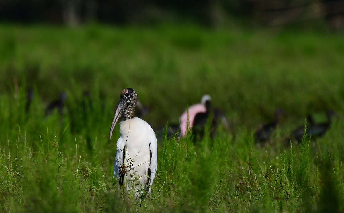 Wood Stork - ML642329568