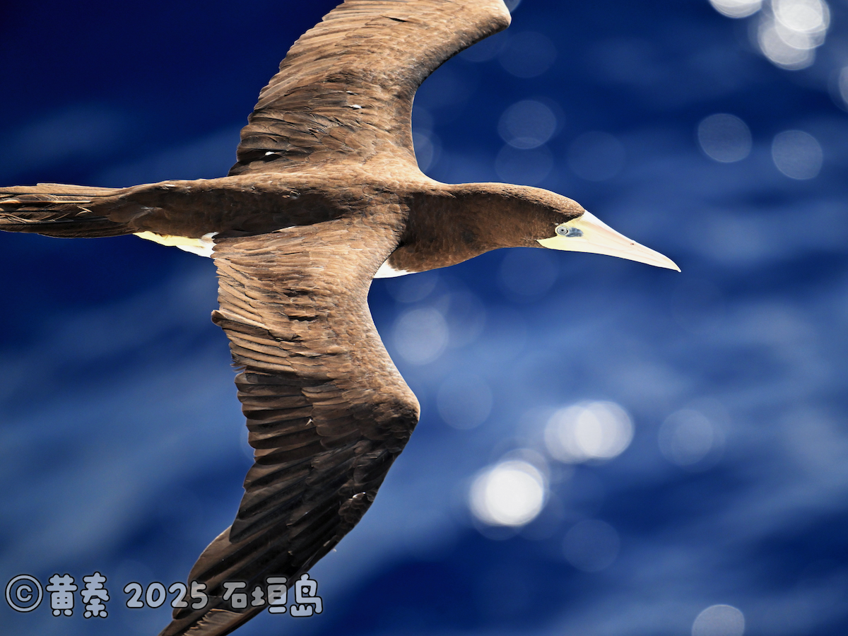 Brown Booby - ML642329570