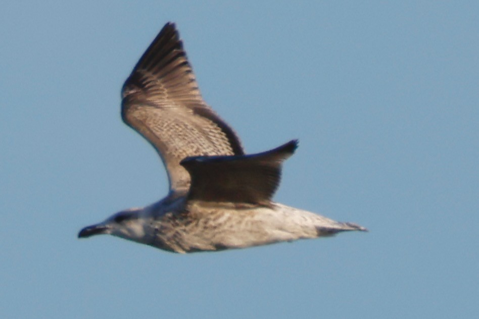 Great Black-backed Gull - ML642329580