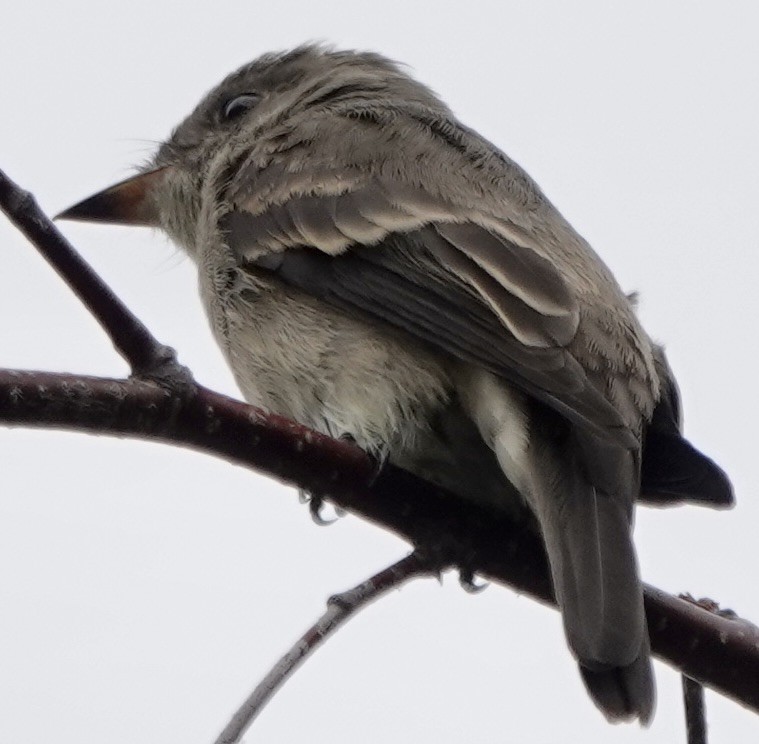 Western Wood-Pewee - ML642329582