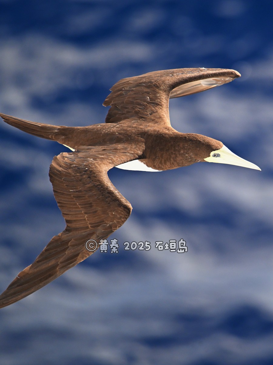 Brown Booby - ML642329587
