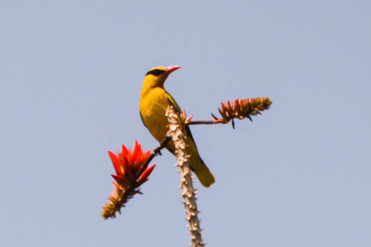 Slender-billed Oriole - ML642329588