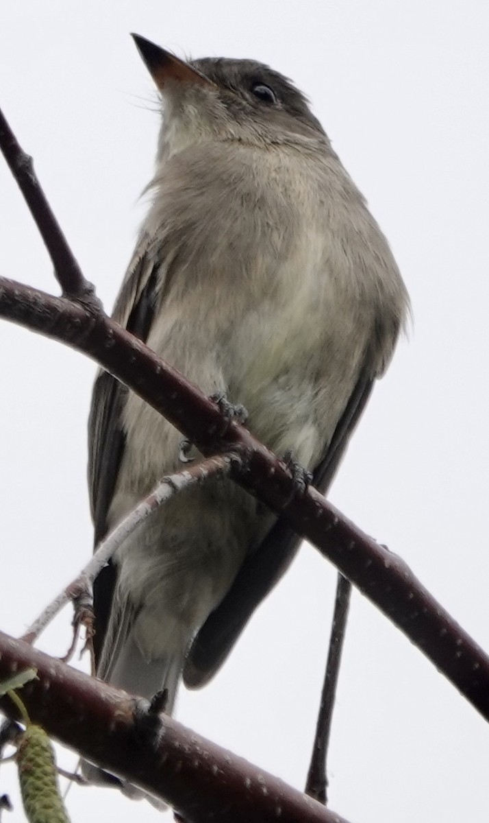 Western Wood-Pewee - ML642329593