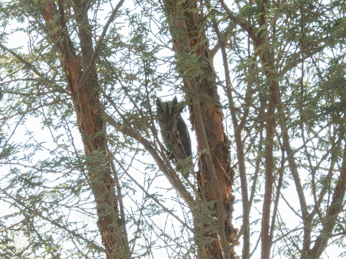 Eurasian Scops-Owl - ML642329606