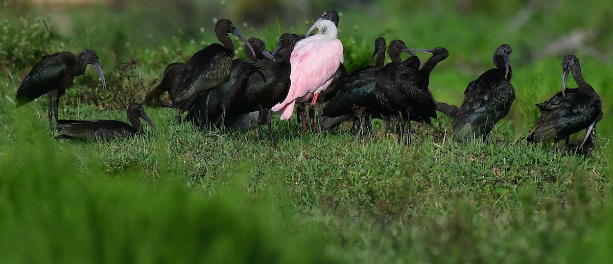 Roseate Spoonbill - ML642329622