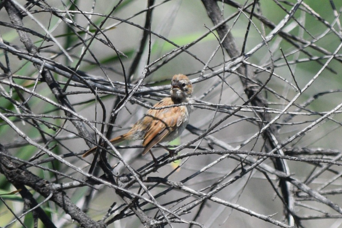 Song Sparrow (fallax Group) - ML642329637