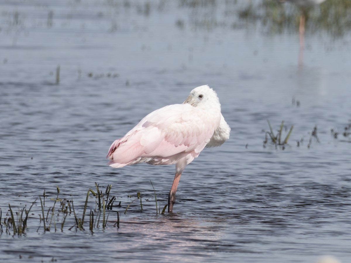 Roseate Spoonbill - ML642329676