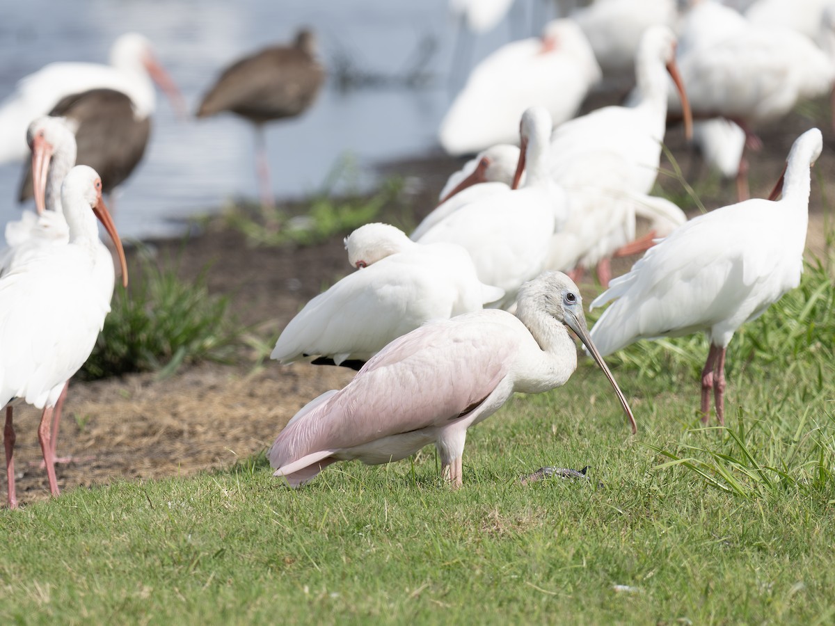 Roseate Spoonbill - ML642329680
