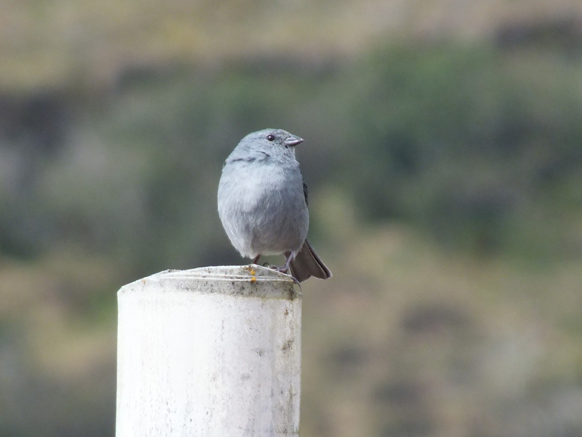 Plumbeous Sierra Finch - ML642329688