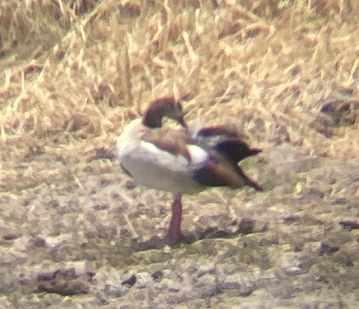 Egyptian Goose - ML642329689