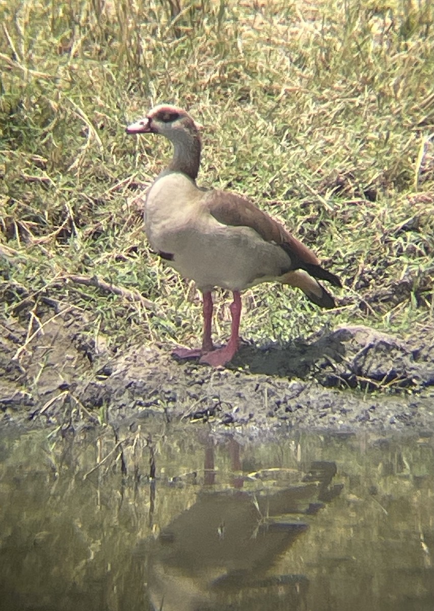 Egyptian Goose - ML642329690