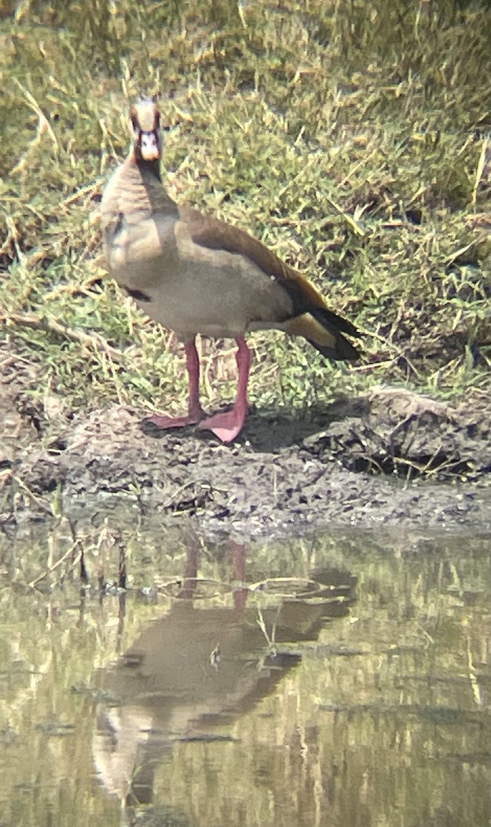 Egyptian Goose - ML642329691