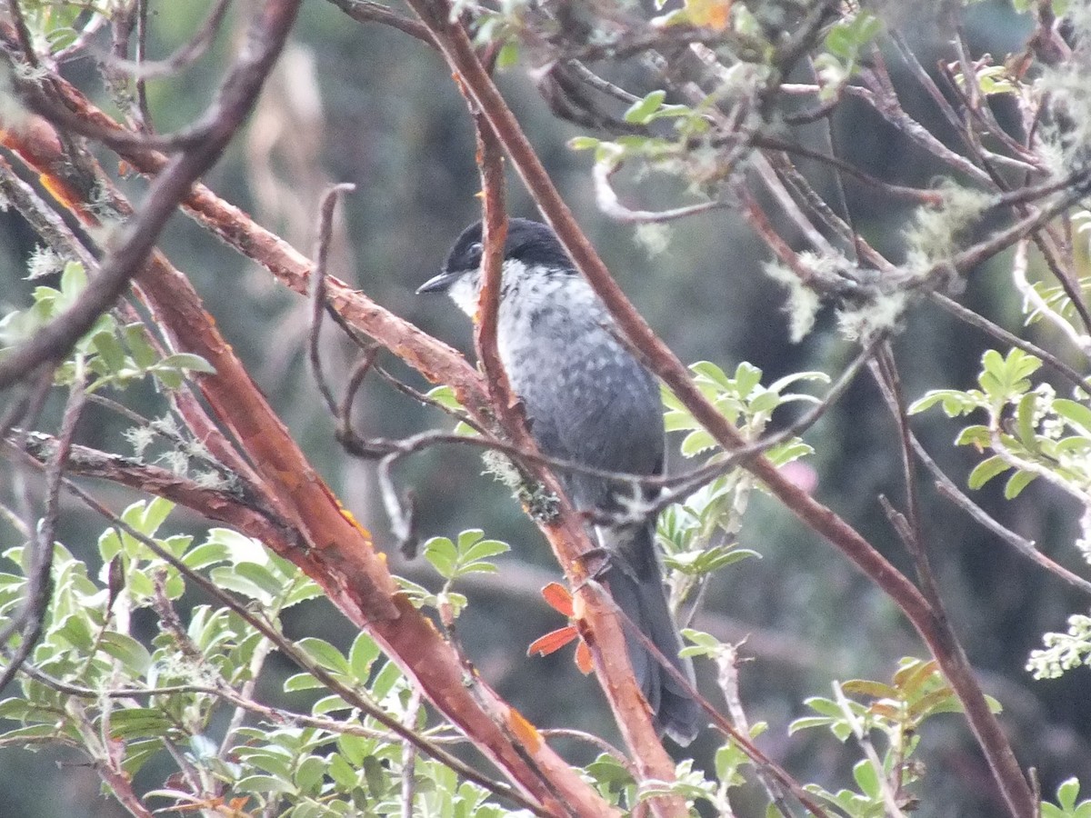 Black-backed Bush Tanager - ML642329708