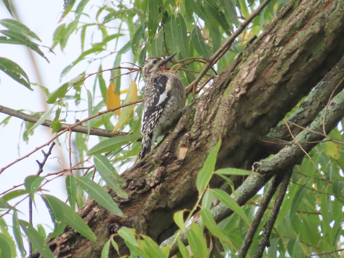 Yellow-bellied Sapsucker - ML642329724
