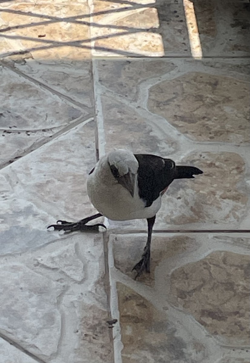 White-headed Buffalo-Weaver - ML642329728