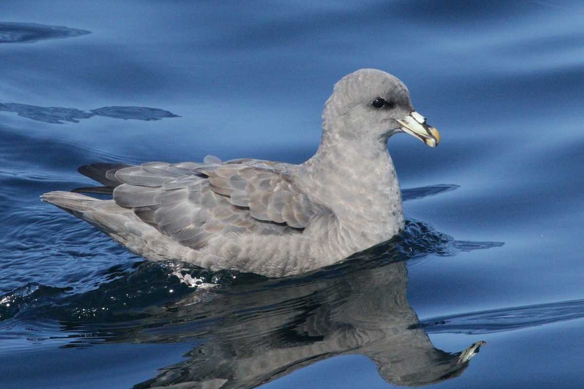 Fulmaro - ML642329741