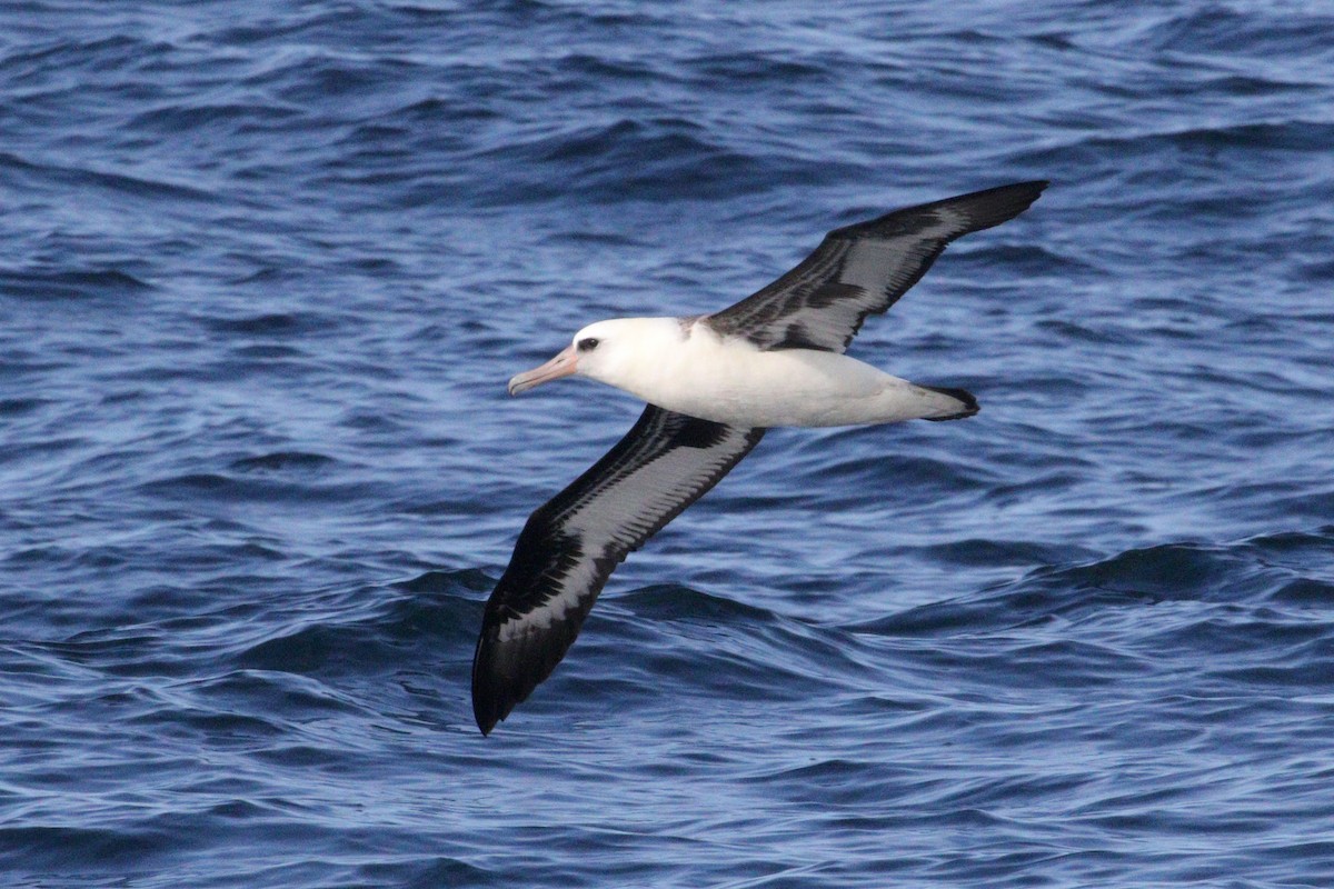 Laysan Albatross - ML642329762