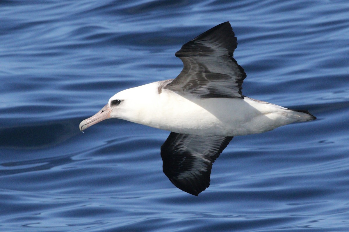 Laysan Albatross - ML642329763