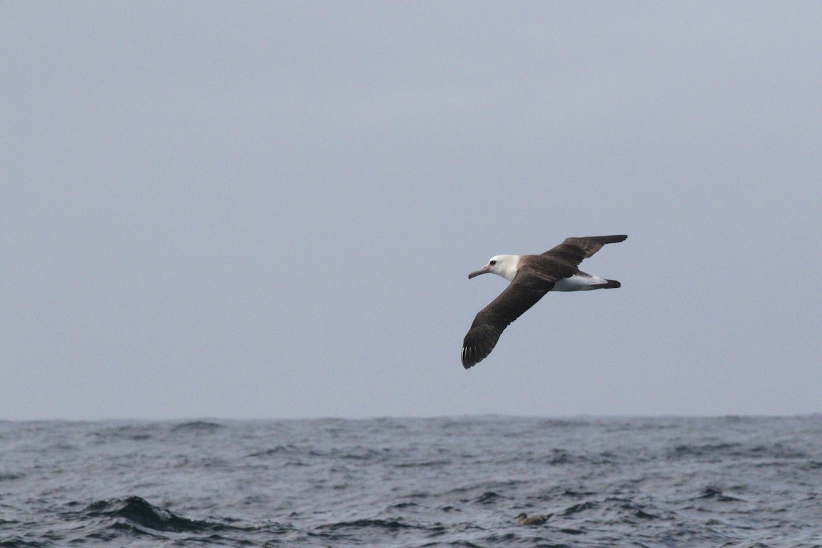 Laysan Albatross - ML642329765