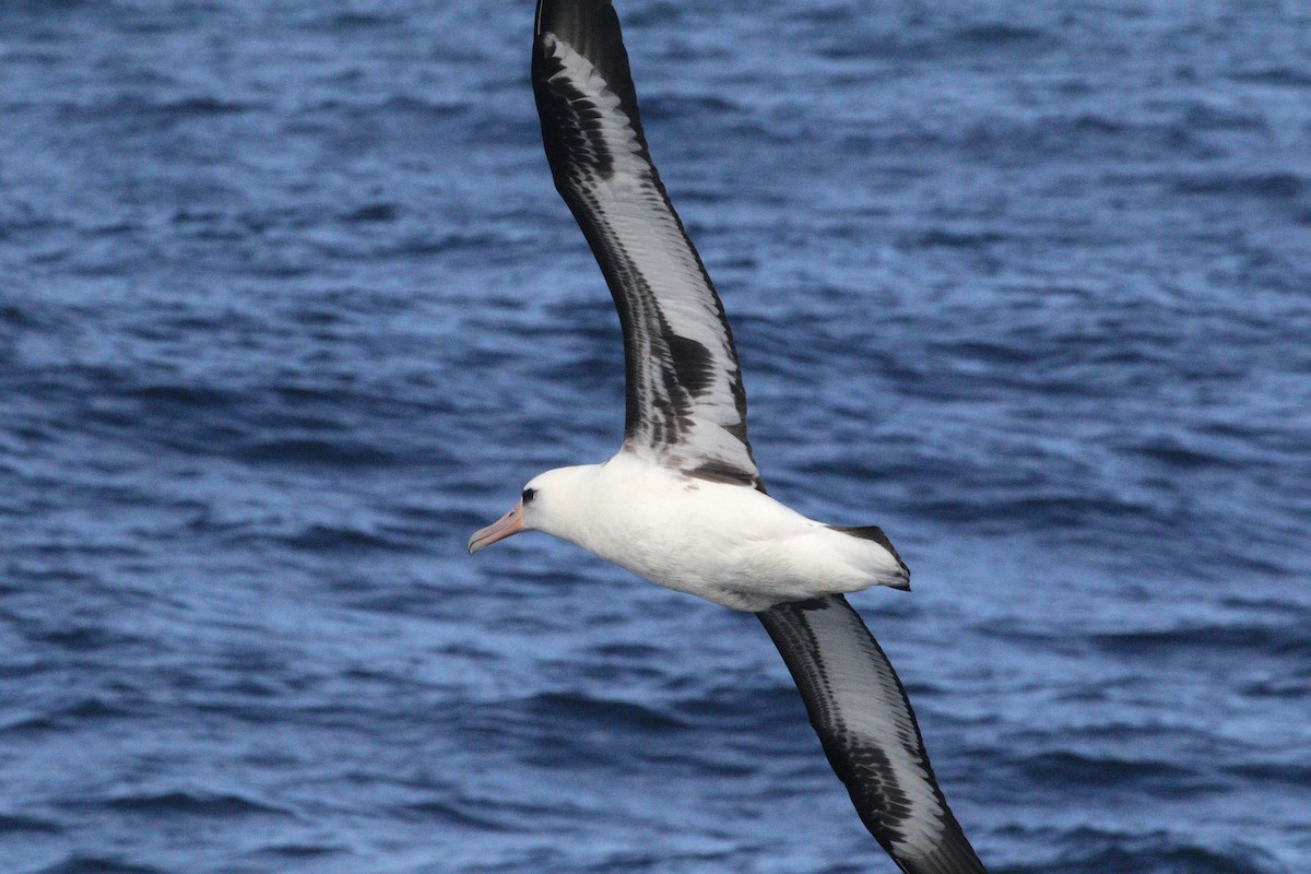Laysan Albatross - ML642329771