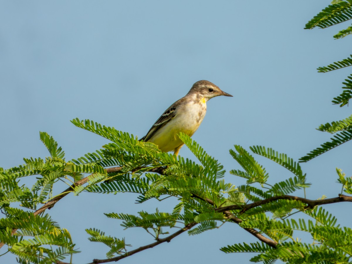 Western Yellow Wagtail - ML642329789
