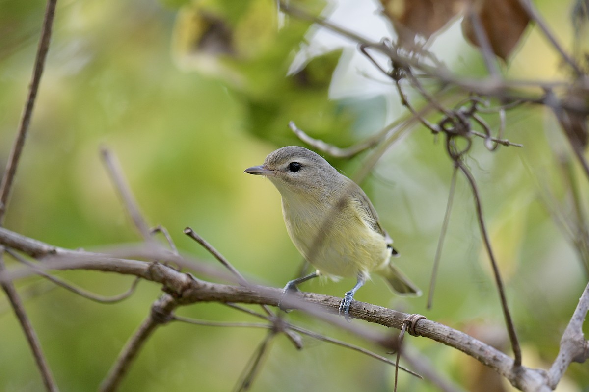 Philadelphia/Warbling Vireo - ML642329794