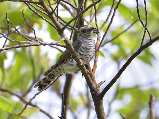 Little Bronze-Cuckoo - ML642329795