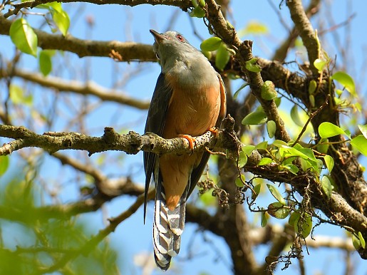 Plaintive Cuckoo - ML642329803