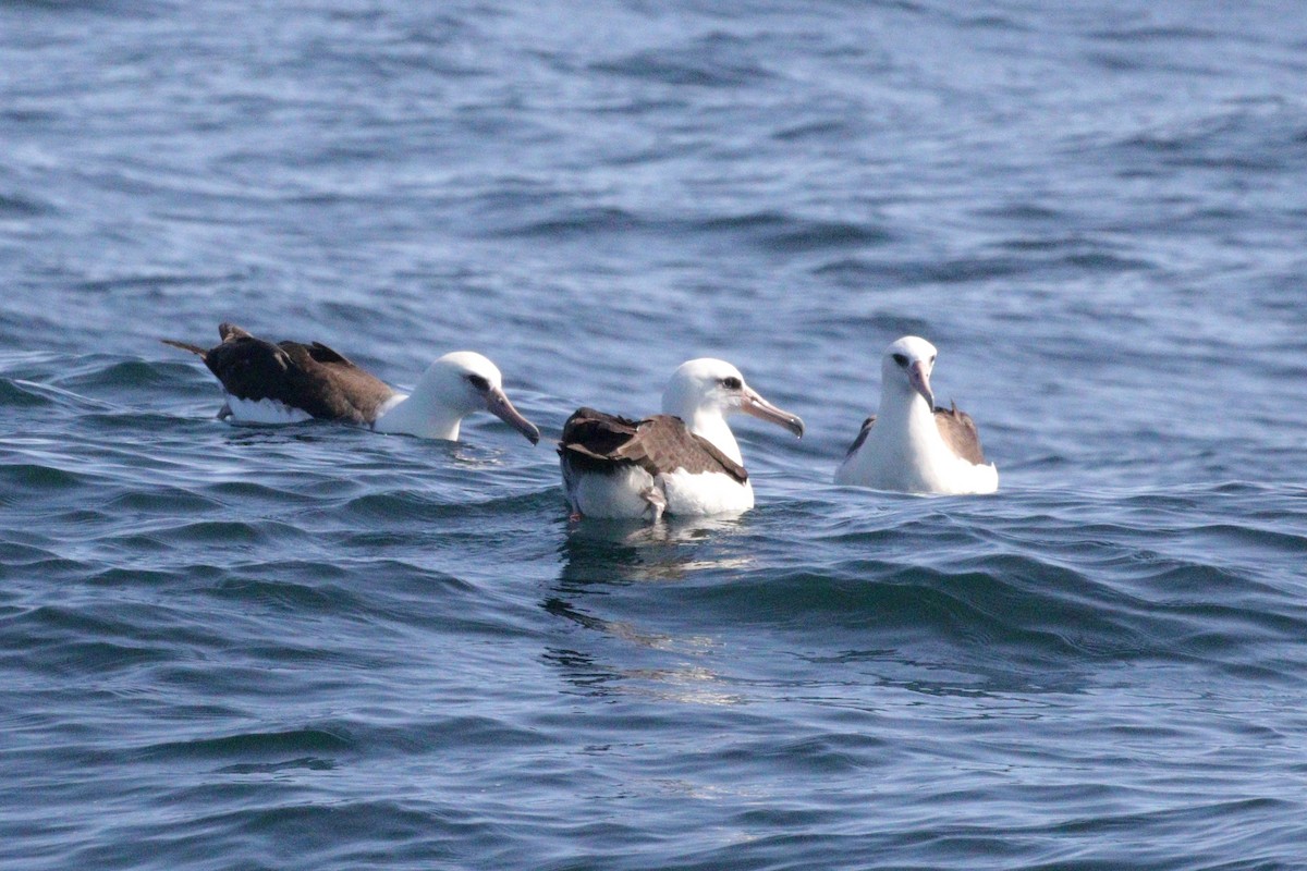 Laysan Albatross - ML642329836