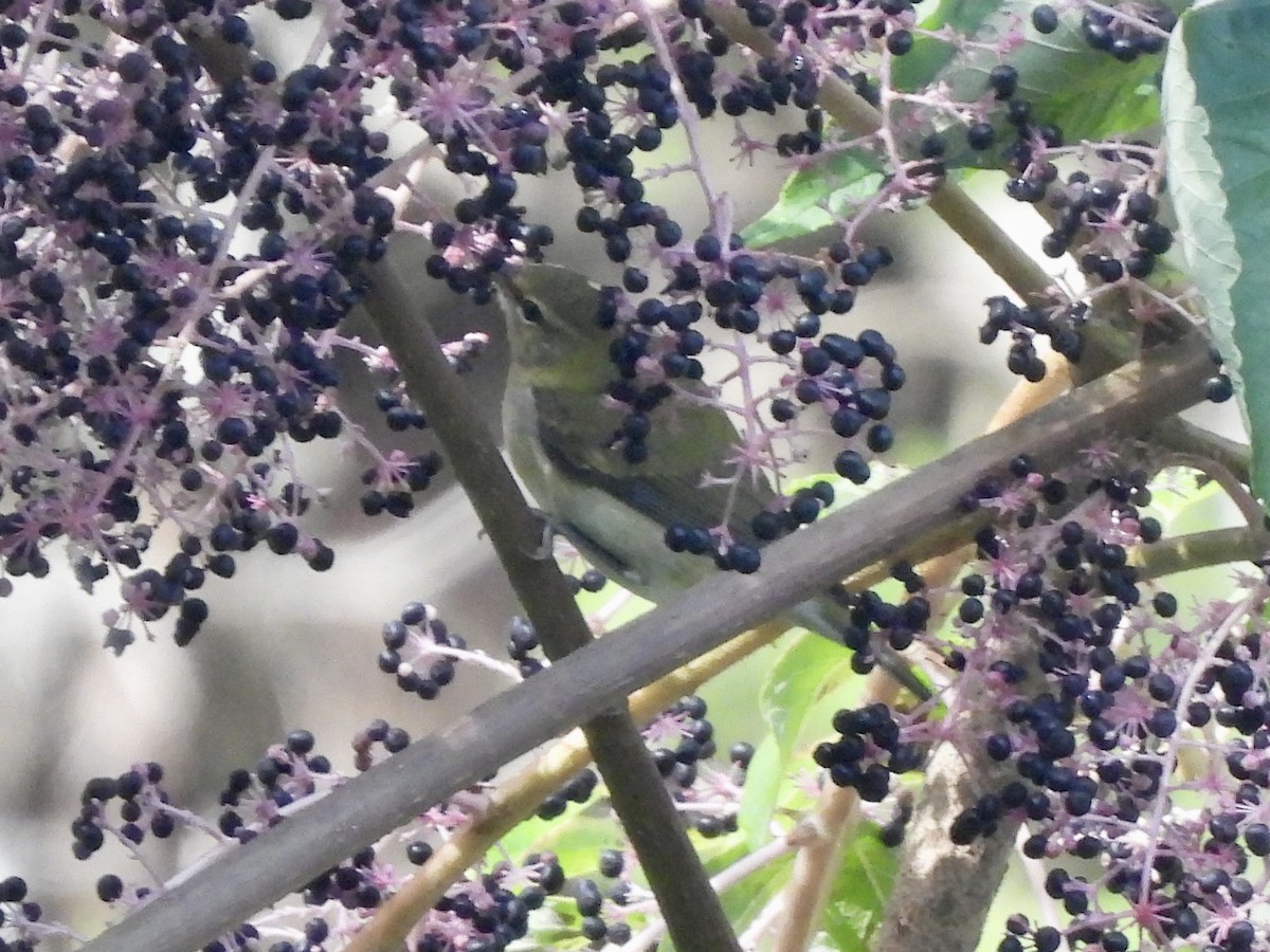 Tennessee Warbler - ML642329841