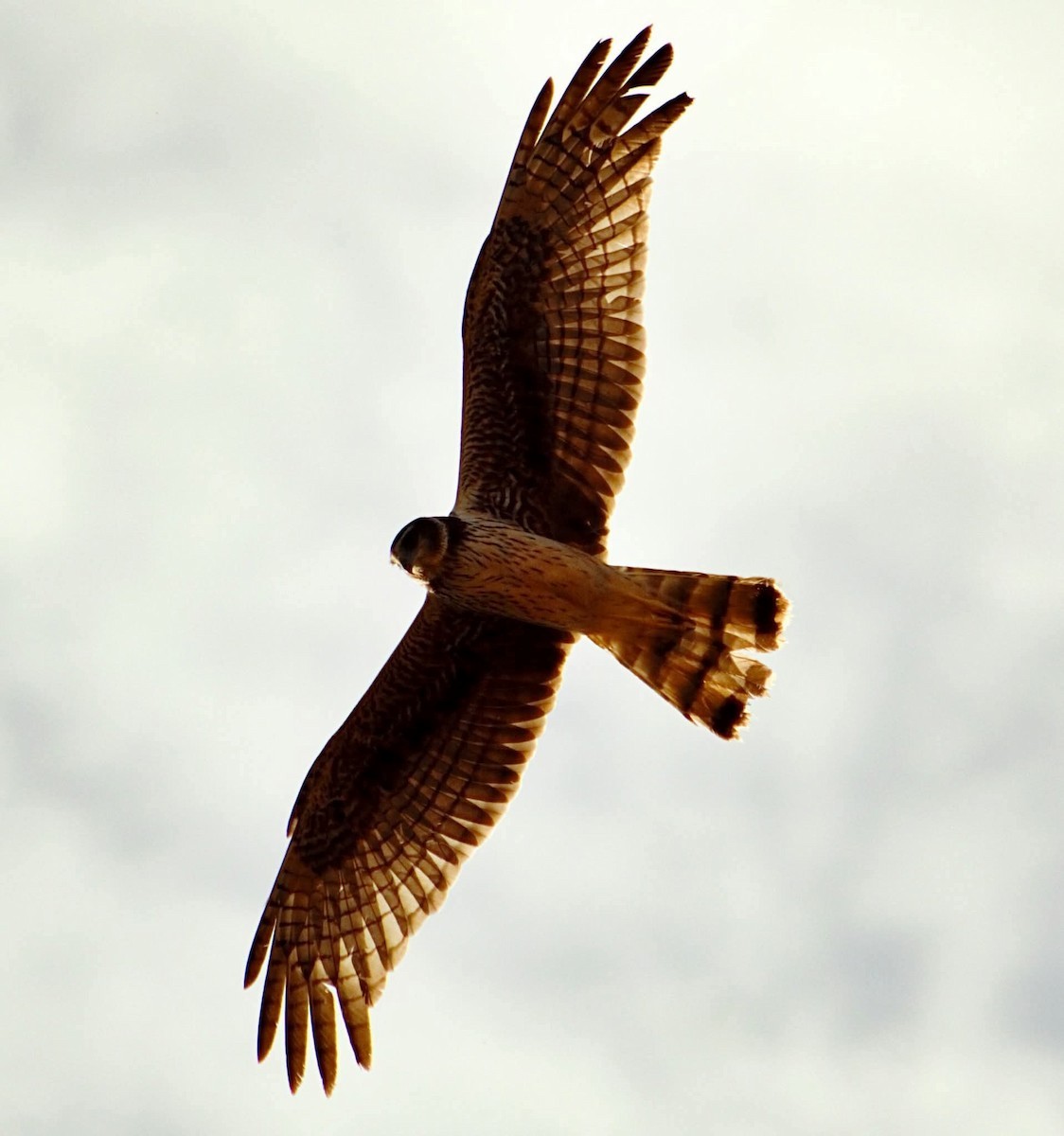Long-winged Harrier - ML642329859