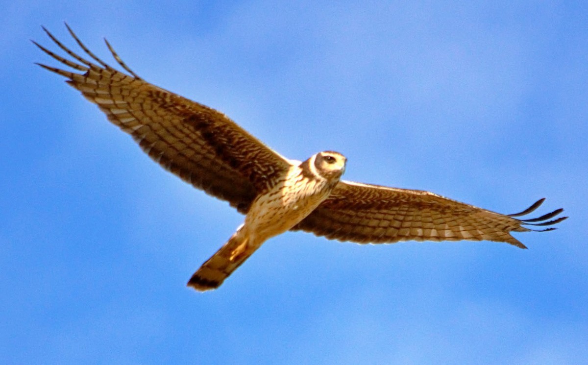 Long-winged Harrier - ML642329860