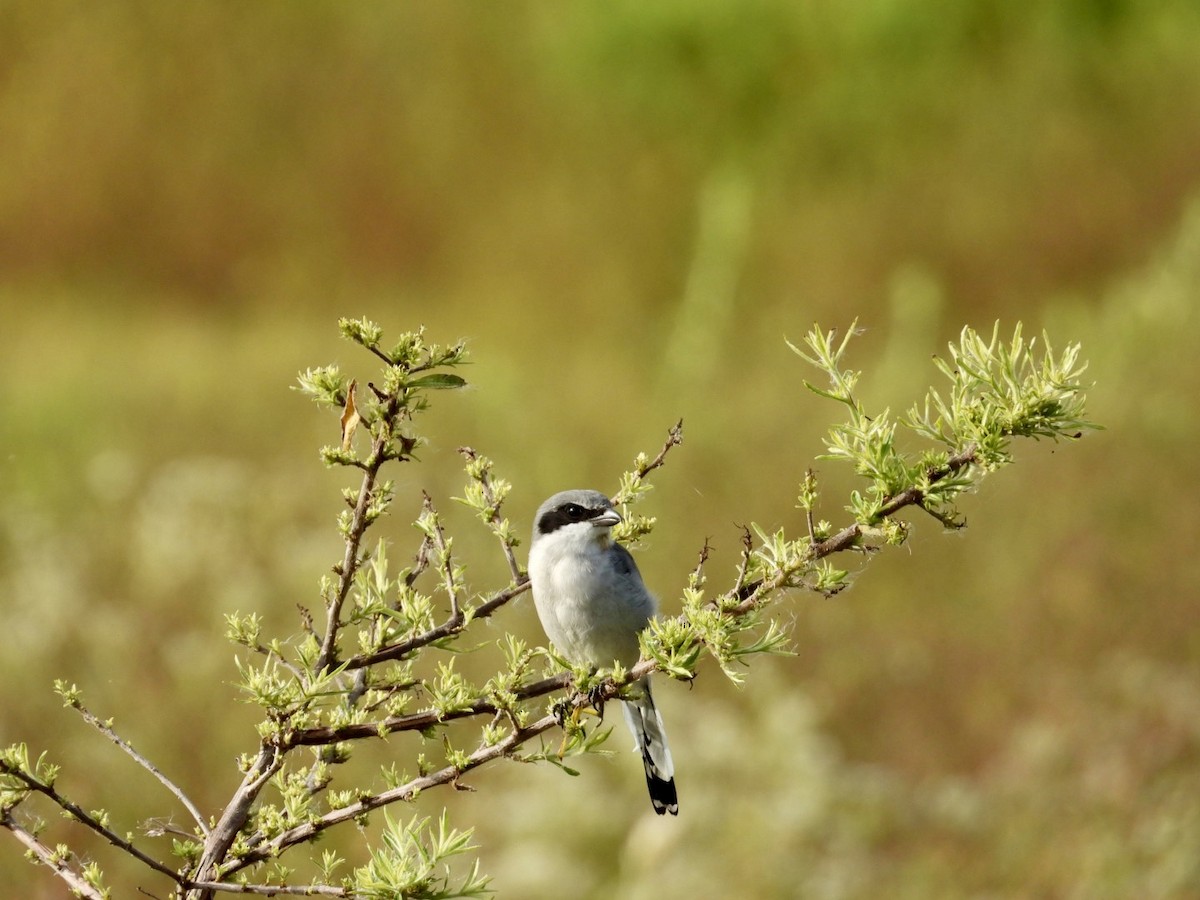 Pie-grièche migratrice - ML642329861
