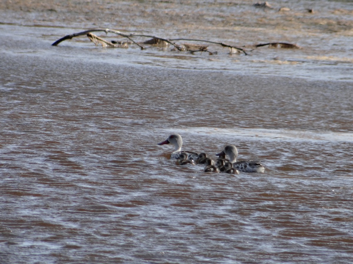 Cape Teal - ML642329862