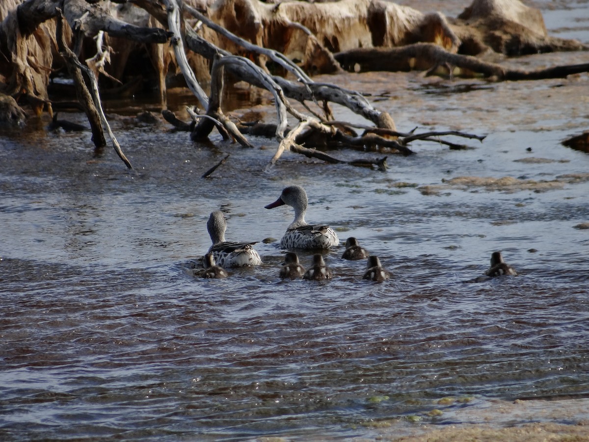 Cape Teal - ML642329863