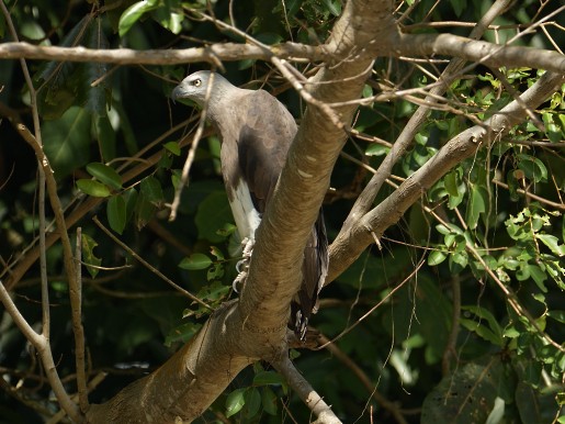 Gray-headed Fish-Eagle - ML642329870