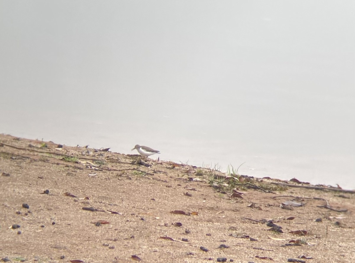 Spotted Sandpiper - ML642329875