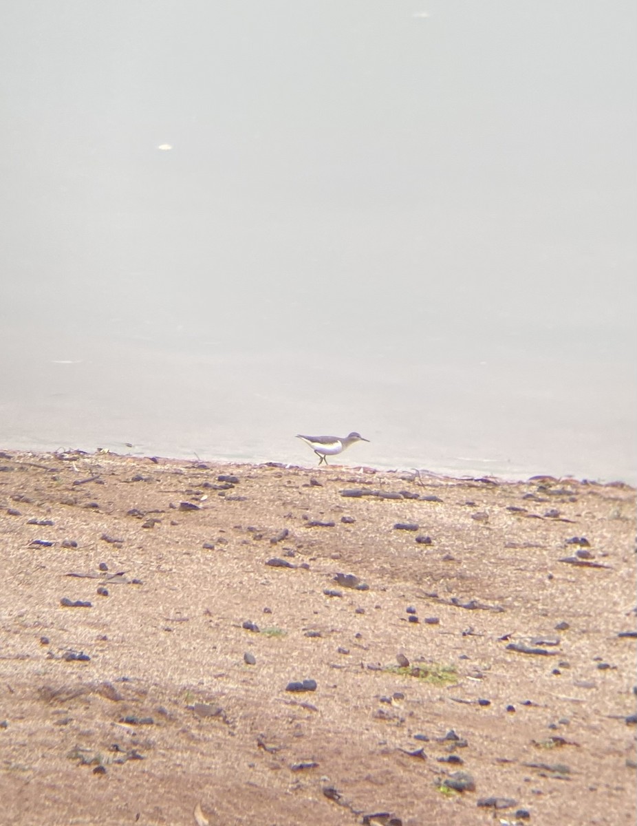Spotted Sandpiper - ML642329877