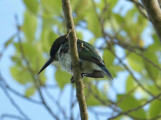 Blue-throated Bee-eater - ML642329887