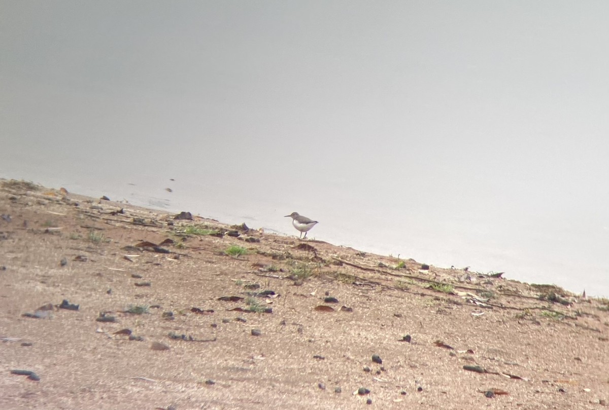 Spotted Sandpiper - ML642329895