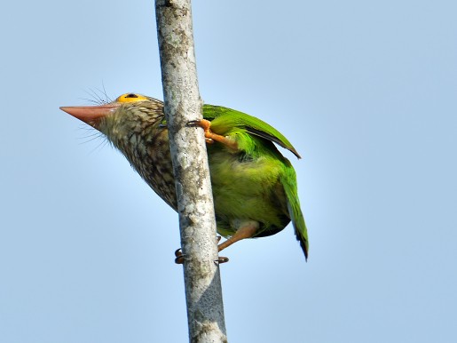 Lineated Barbet - ML642329905