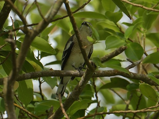 Pied Triller - ML642329925