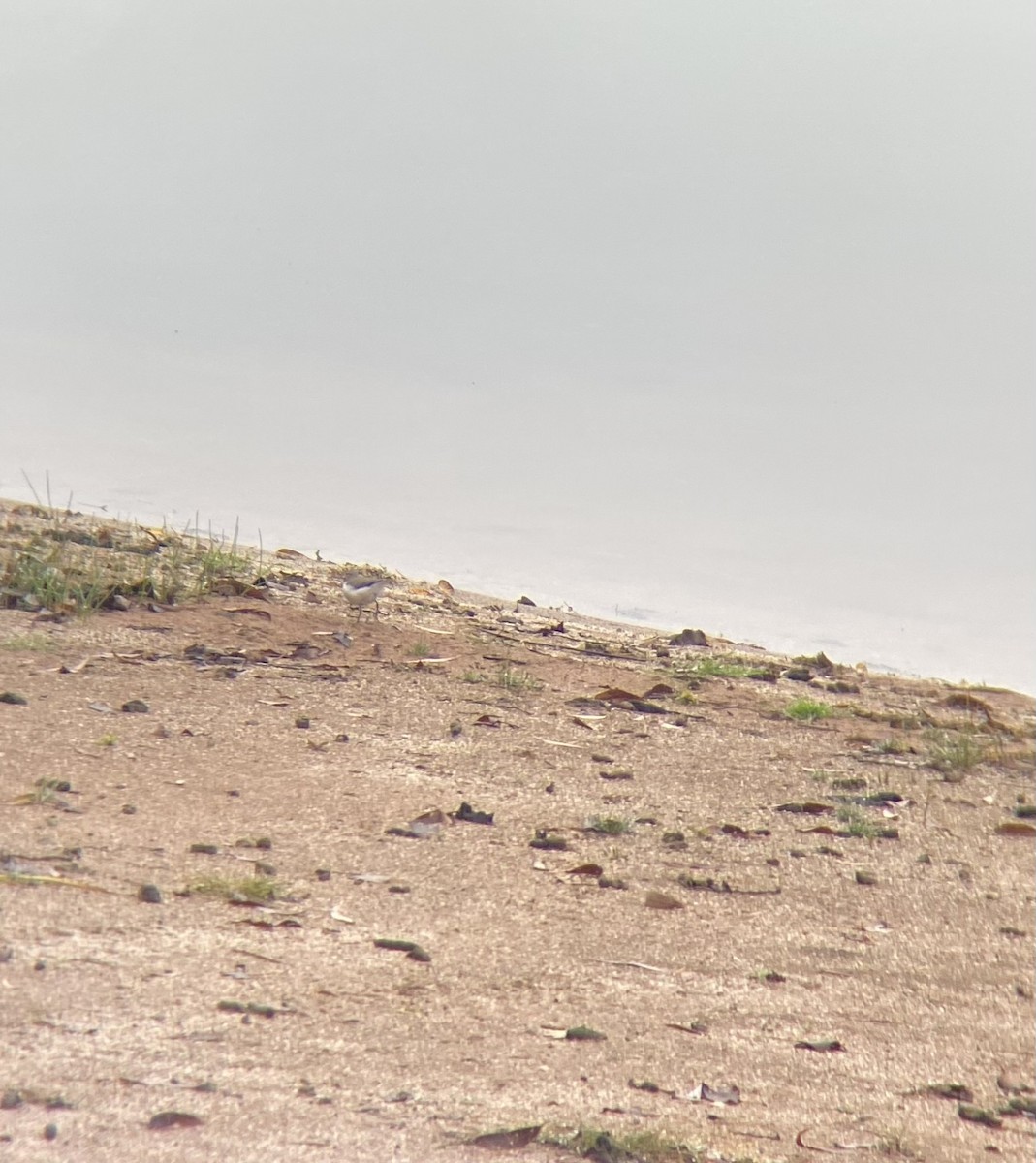 Spotted Sandpiper - ML642329926