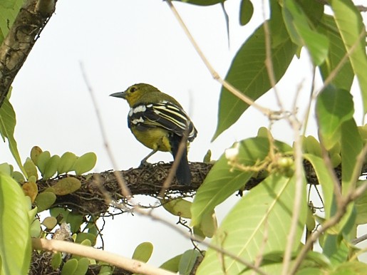 Common Iora - ML642329933