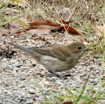 Indigo Bunting - ML642329941