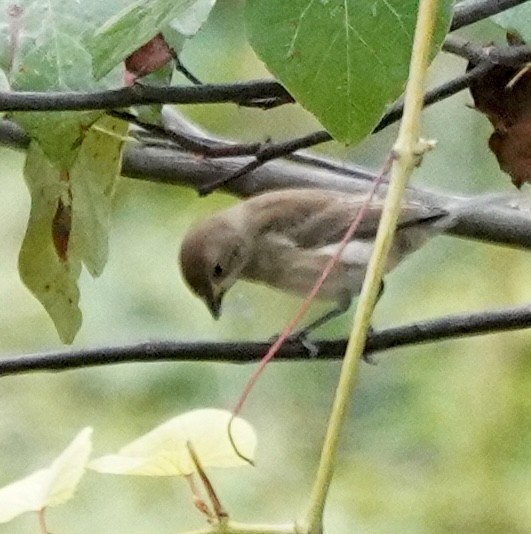 Indigo Bunting - ML642329942