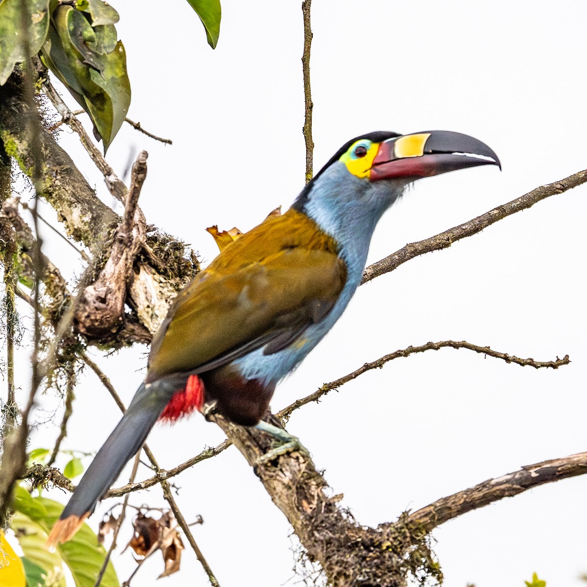 Plate-billed Mountain-Toucan - ML642329964