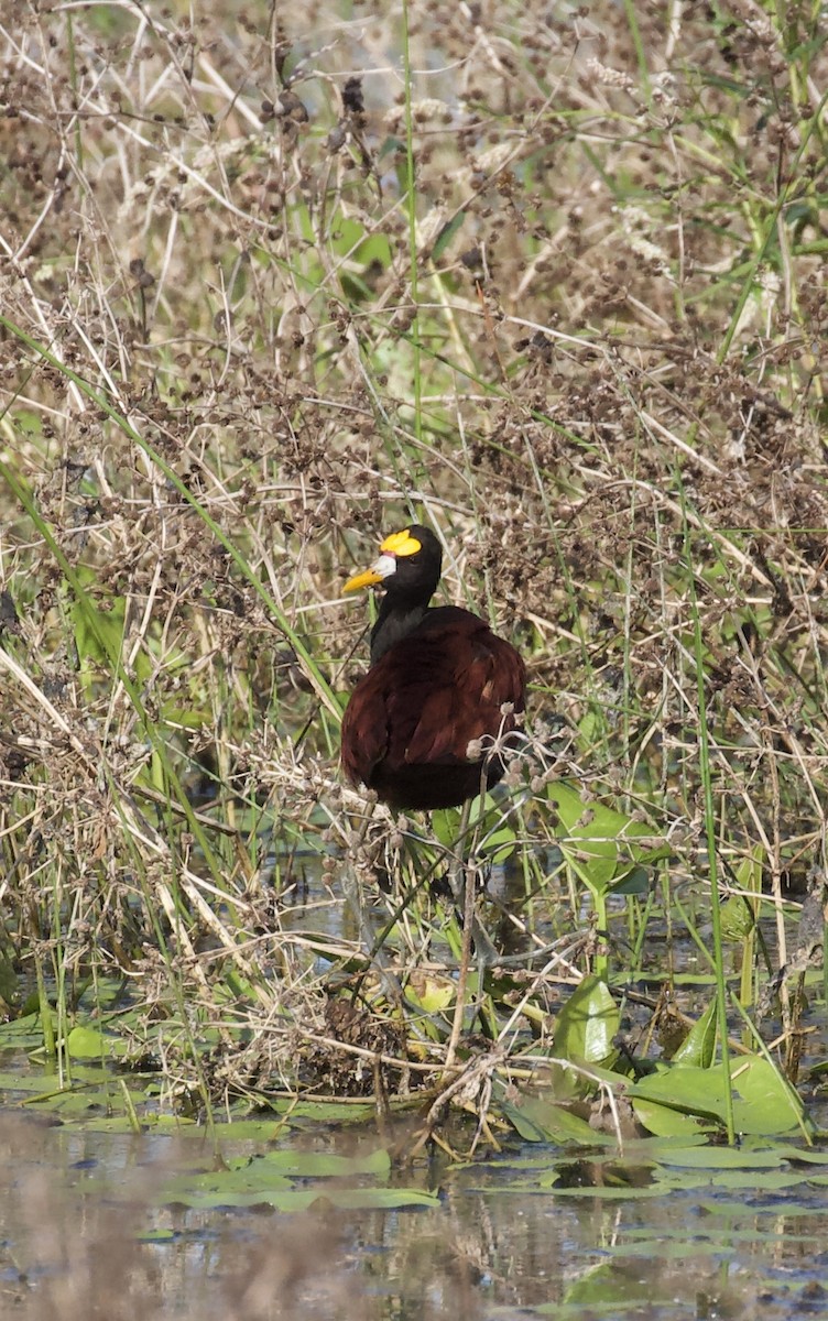 Northern Jacana - ML642329985
