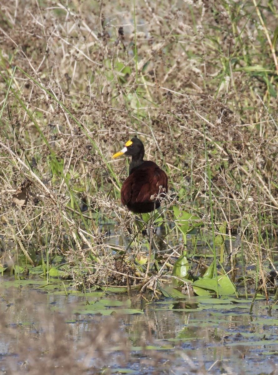 Northern Jacana - ML642329986